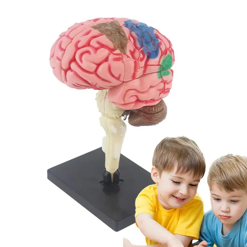 Ľudský Mozog Model Anatomický Model S Displejom Základná Farebná Identifikovať Funkcie Mozgu Anatómie Model Pre DIY0