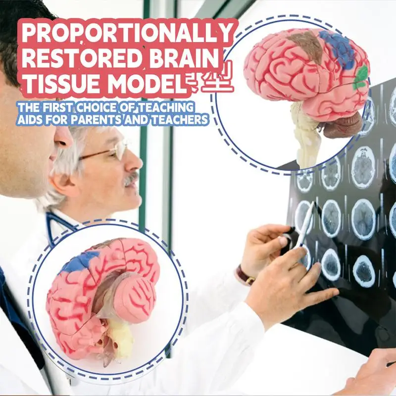 Ľudský Mozog Model Anatomický Model S Displejom Základná Farebná Identifikovať Funkcie Mozgu Anatómie Model Pre DIY1