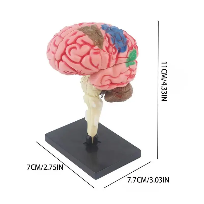 Ľudský Mozog Model Anatomický Model S Displejom Základná Farebná Identifikovať Funkcie Mozgu Anatómie Model Pre DIY5