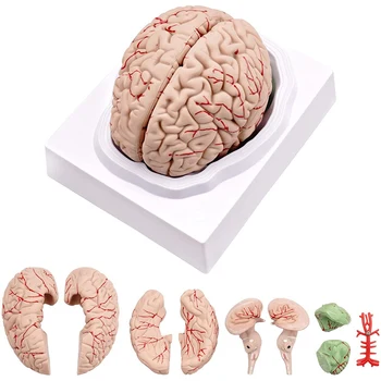 Ľudský Mozog,životnej Veľkosti Ľudského Mozgu Anatómie Model s Displejom Základňu pre Vedu Triede Študovať & Výučba Displej B